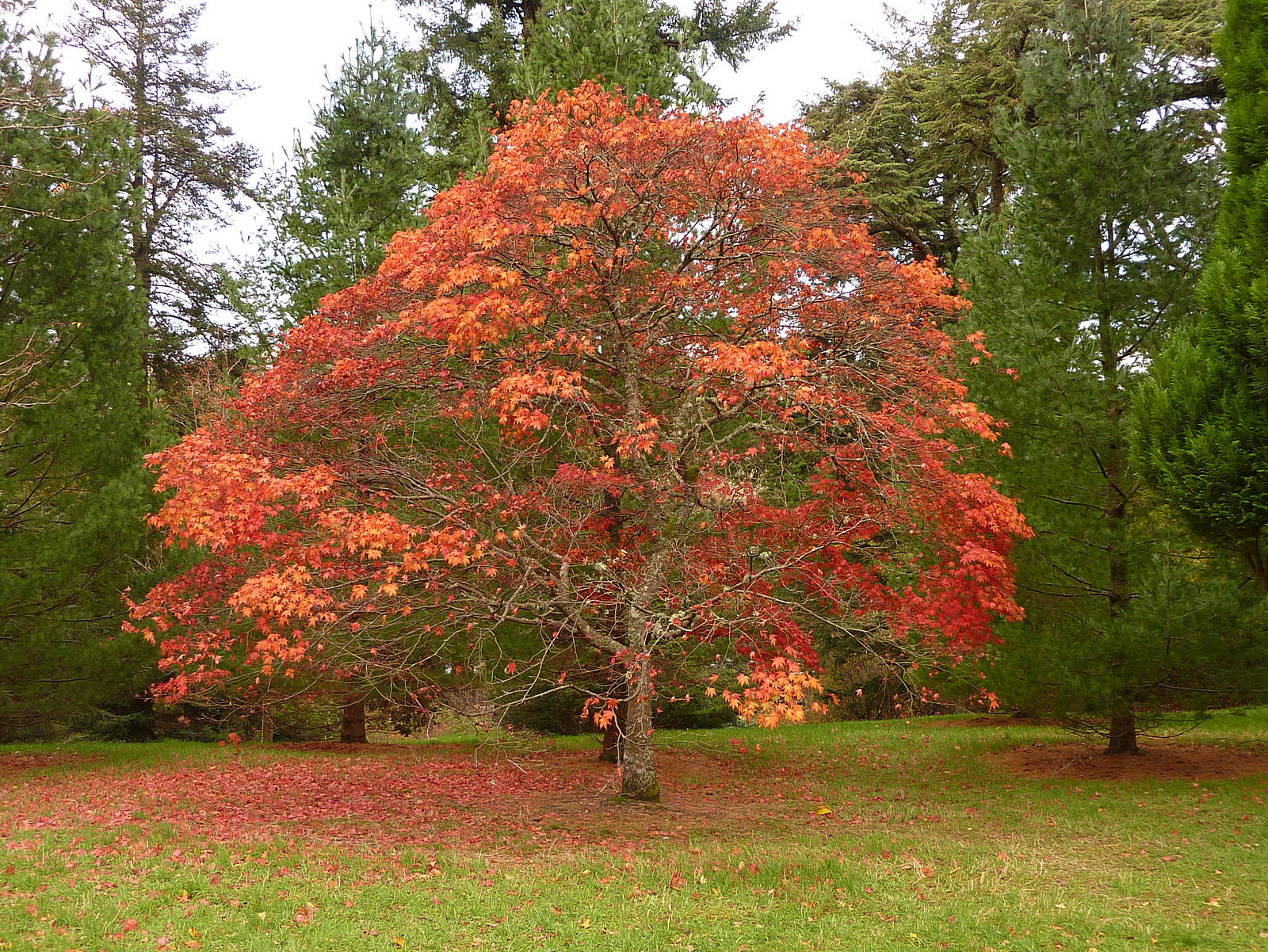 Autumn colour